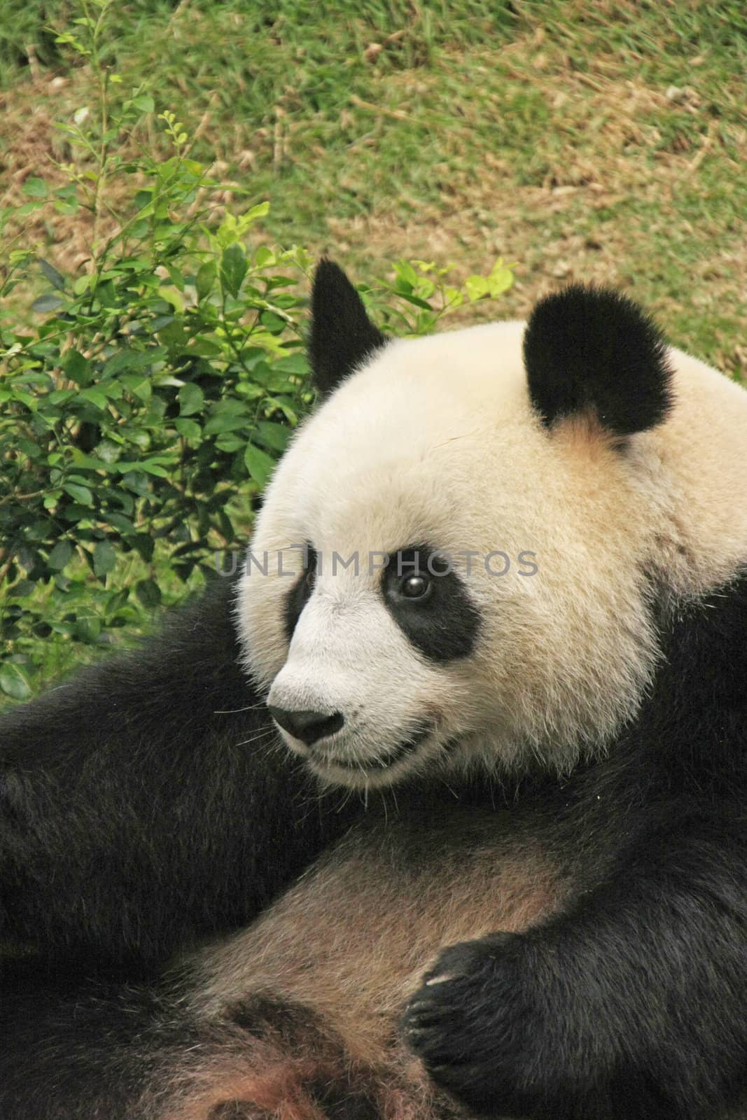 Portrait of giant panda bear (Ailuropoda Melanoleuca), China