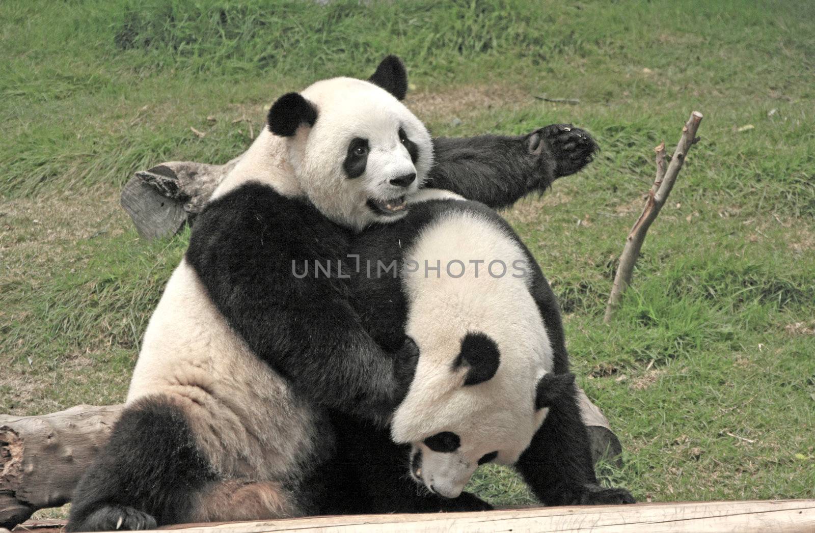 Giant panda bears (Ailuropoda Melanoleuca) playing together , China