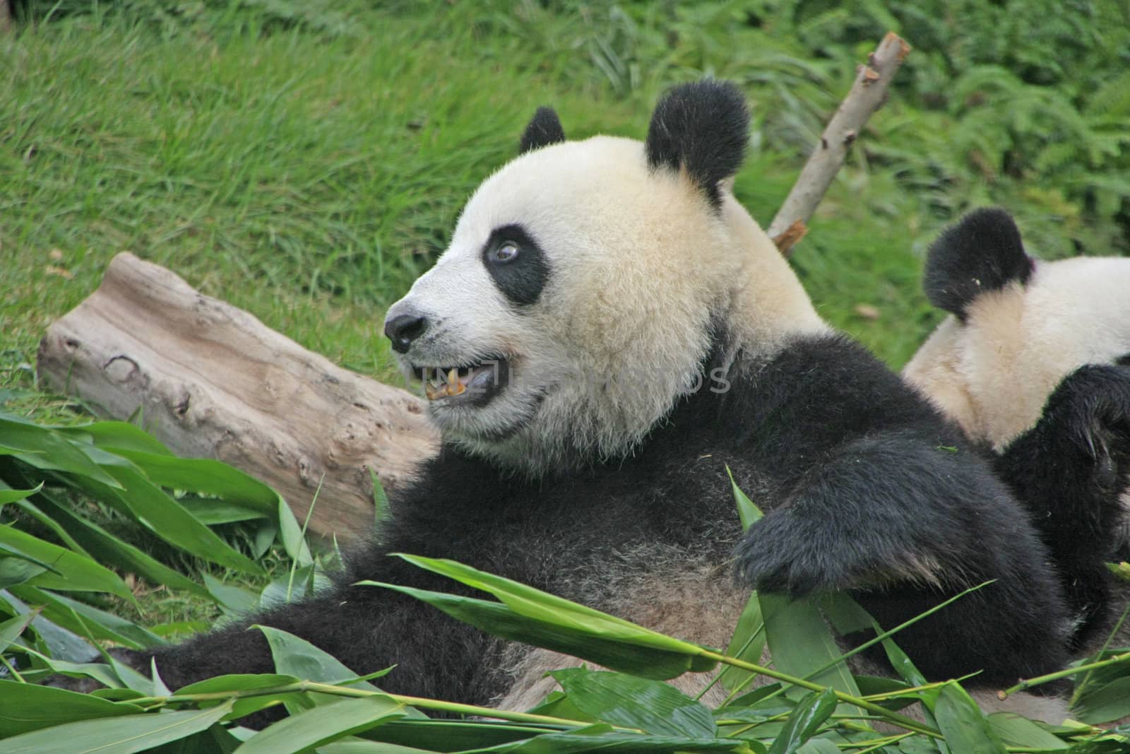 Portrait of giant panda bear (Ailuropoda Melanoleuca) eating bamboo, China