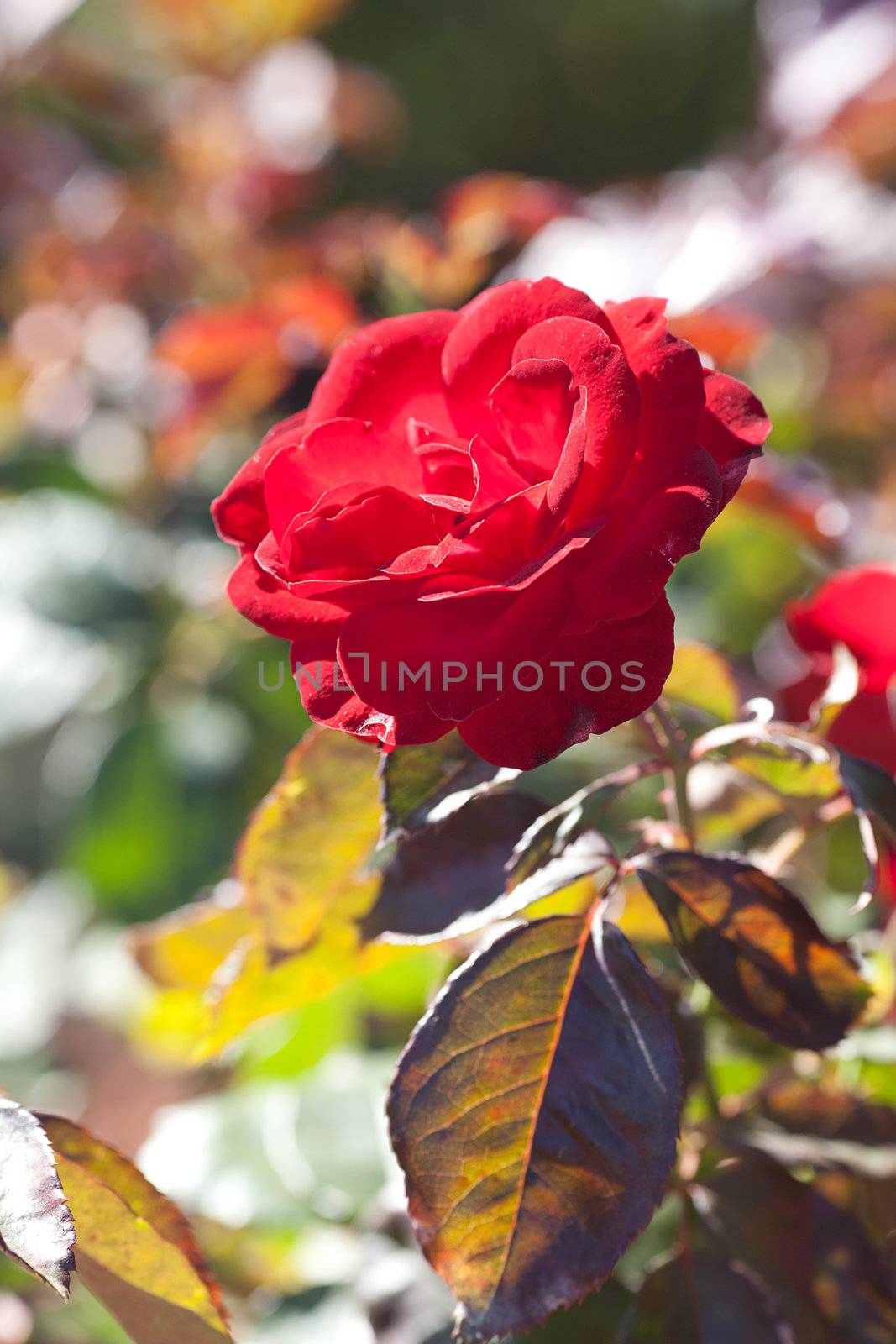 background of beautiful roses in the garden by jannyjus