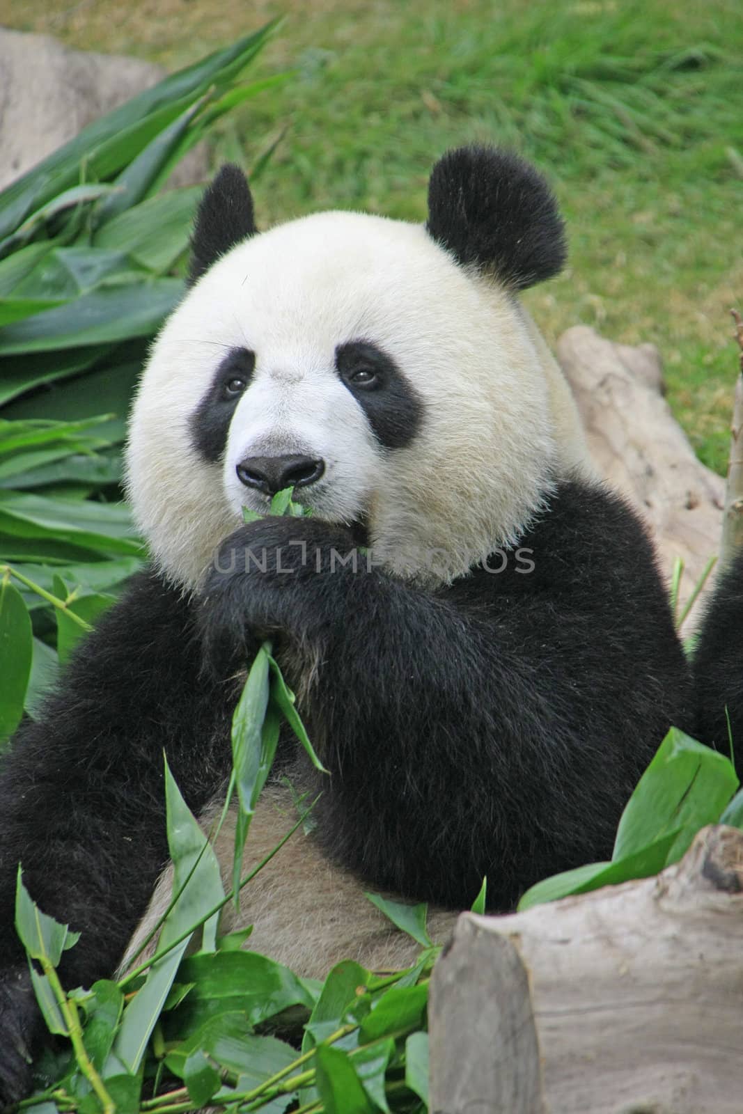 Portrait of giant panda bear (Ailuropoda Melanoleuca) eating bamboo, China