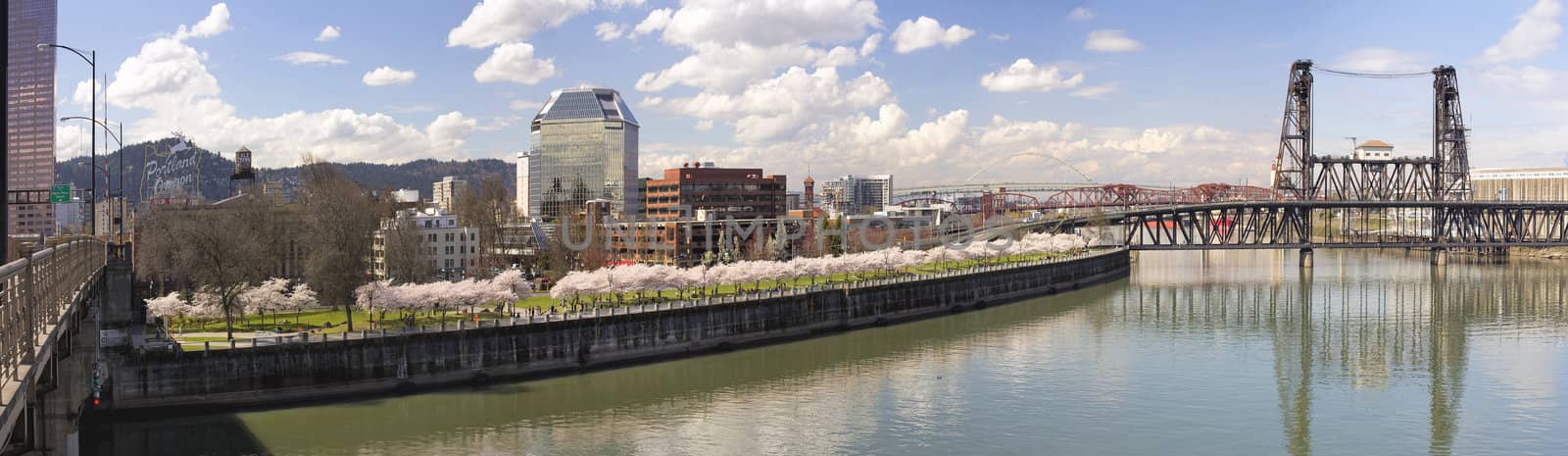 Cherry Blossoms Trees Along Portland Oregon Waterfront Willamette River with Historic Bridges in Spring Season Panorama