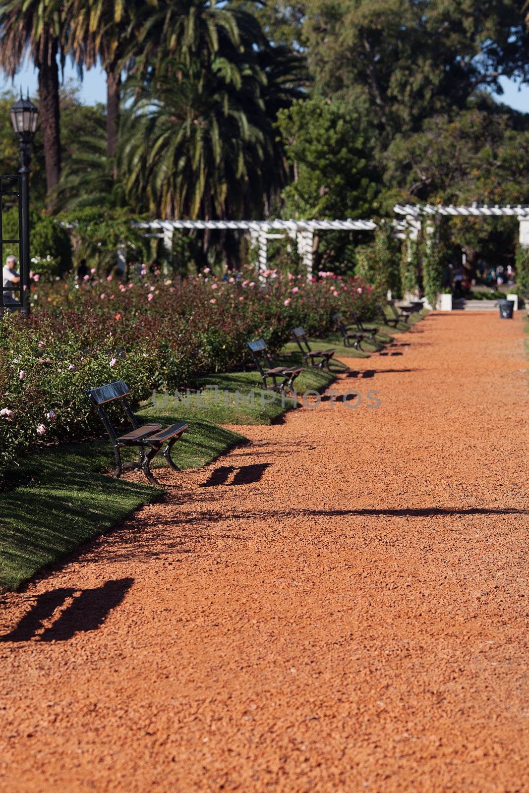 rose garden with benches and palm trees against the blue sky by jannyjus