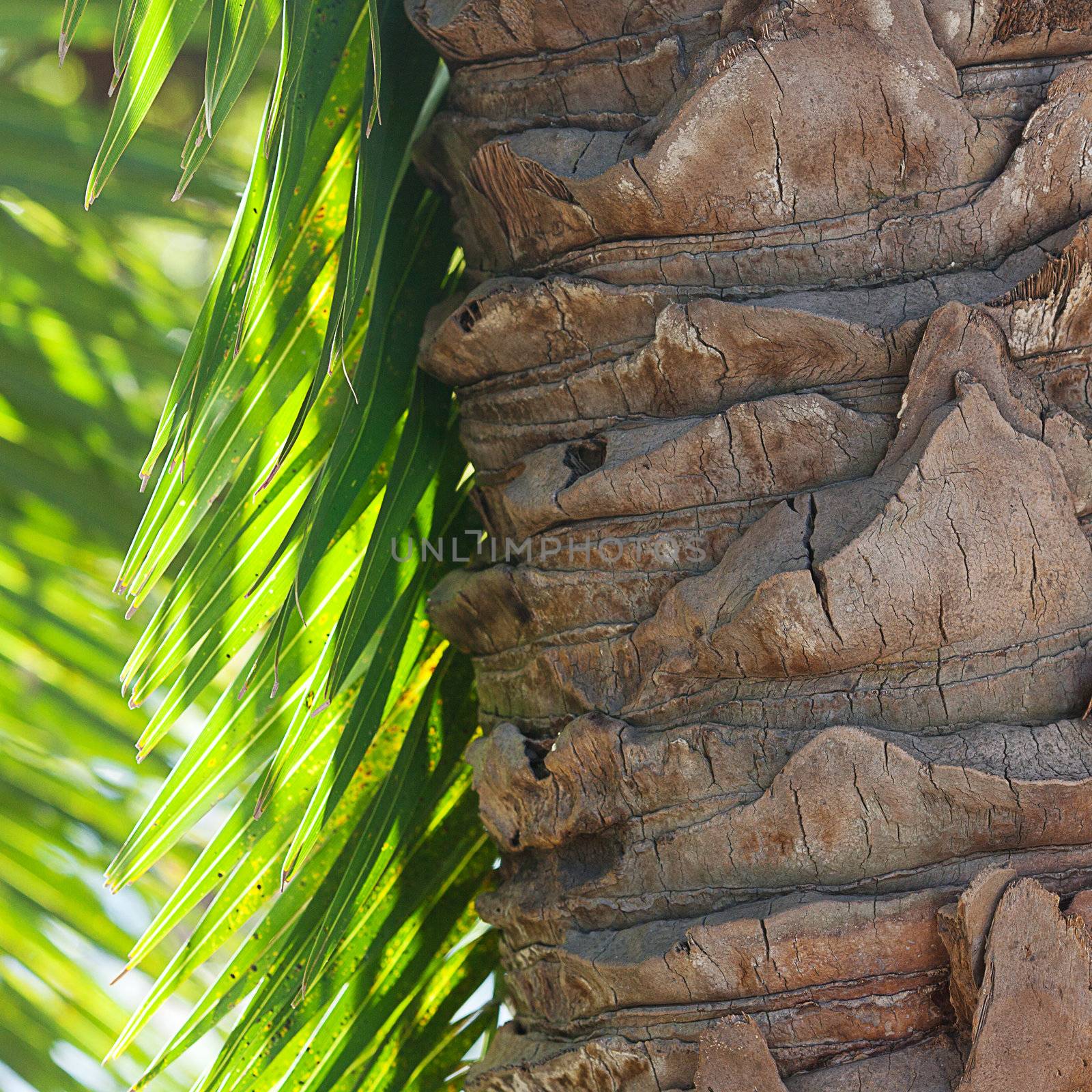 leaf of palm tree in sunlight by jannyjus