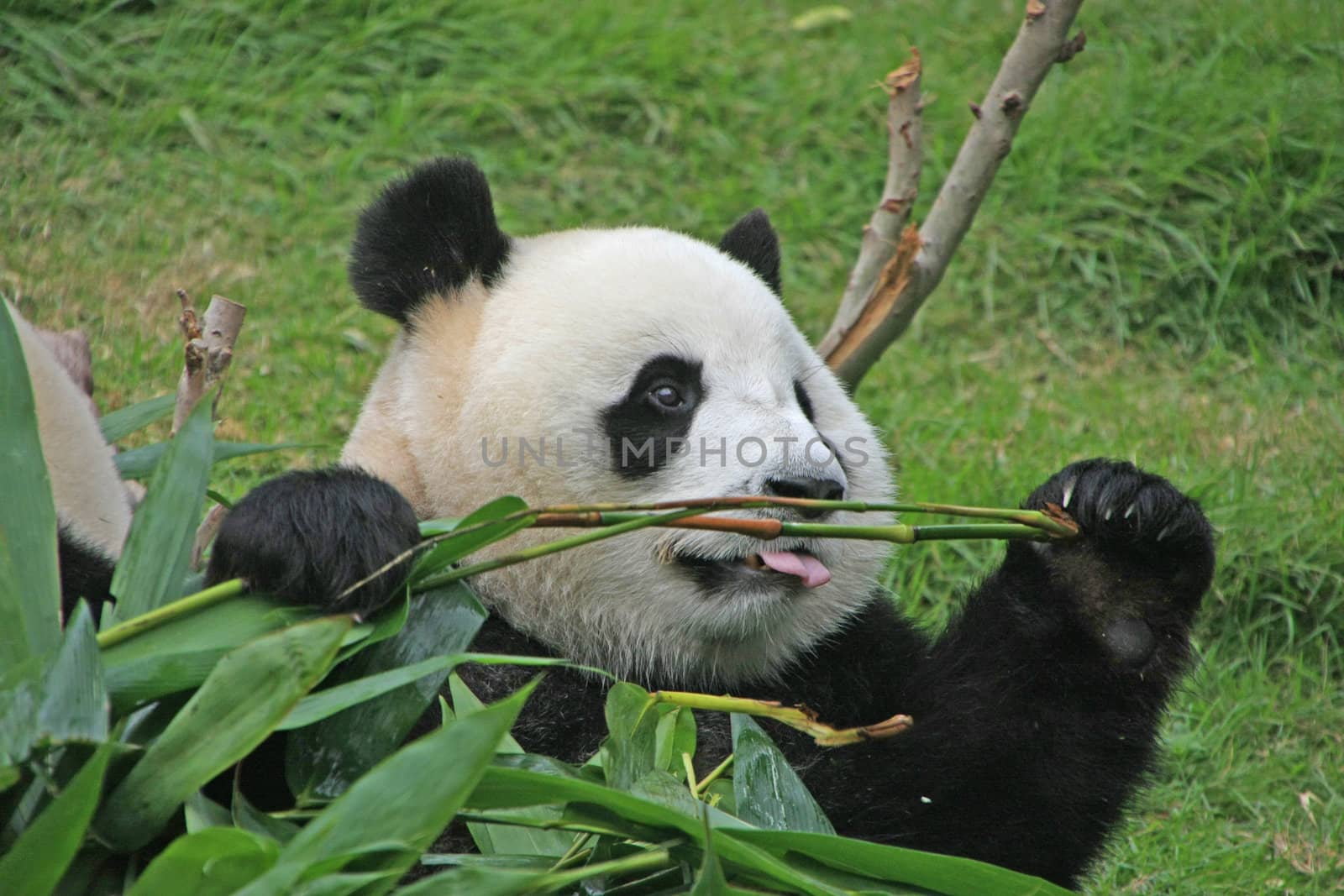 Portrait of giant panda bear (Ailuropoda Melanoleuca) eating bamboo, China