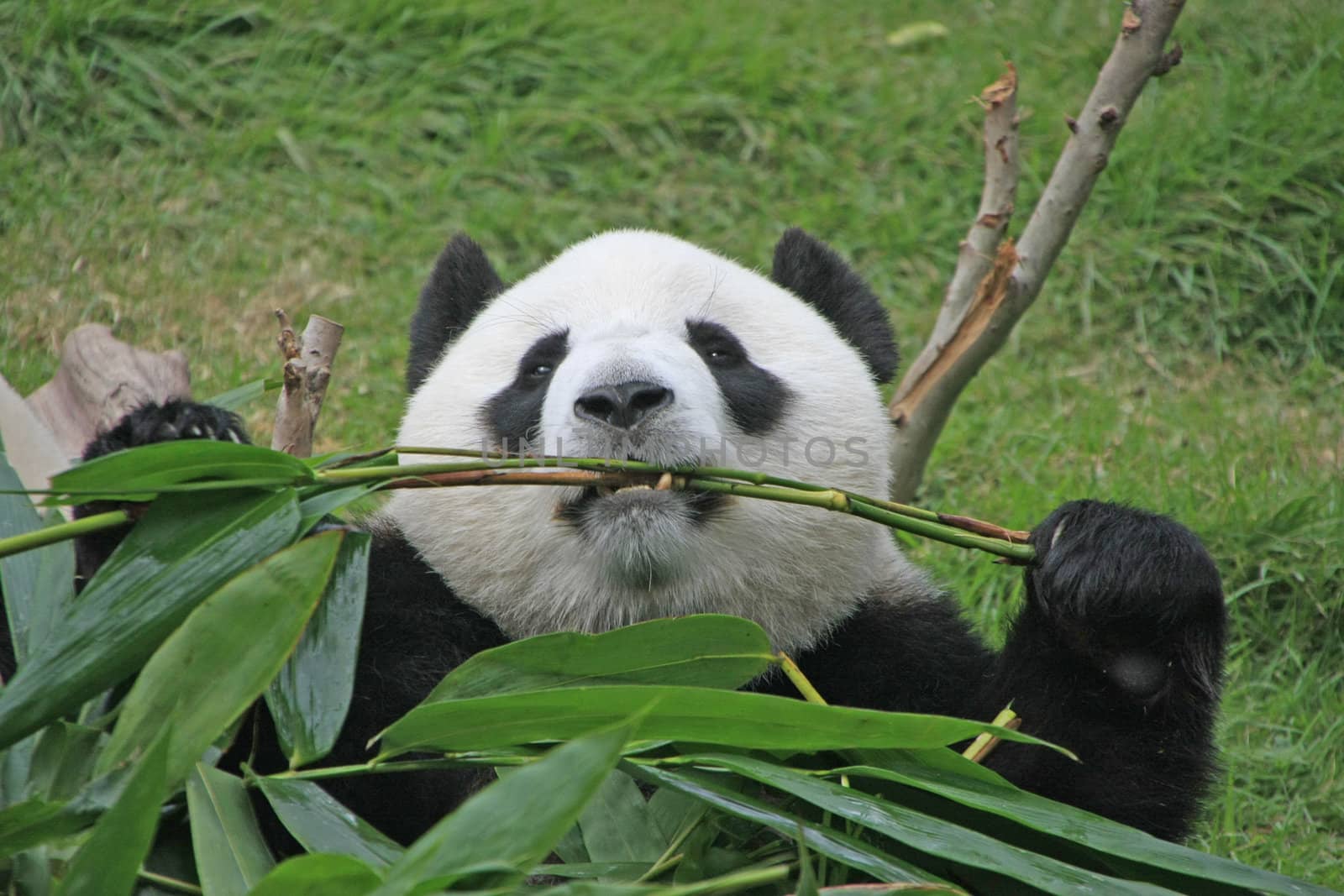 Portrait of giant panda bear (Ailuropoda Melanoleuca) eating bamboo, China