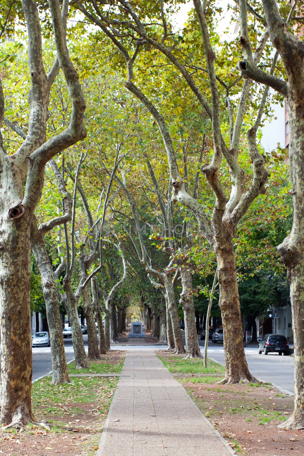 beautiful avenue of plane trees by jannyjus