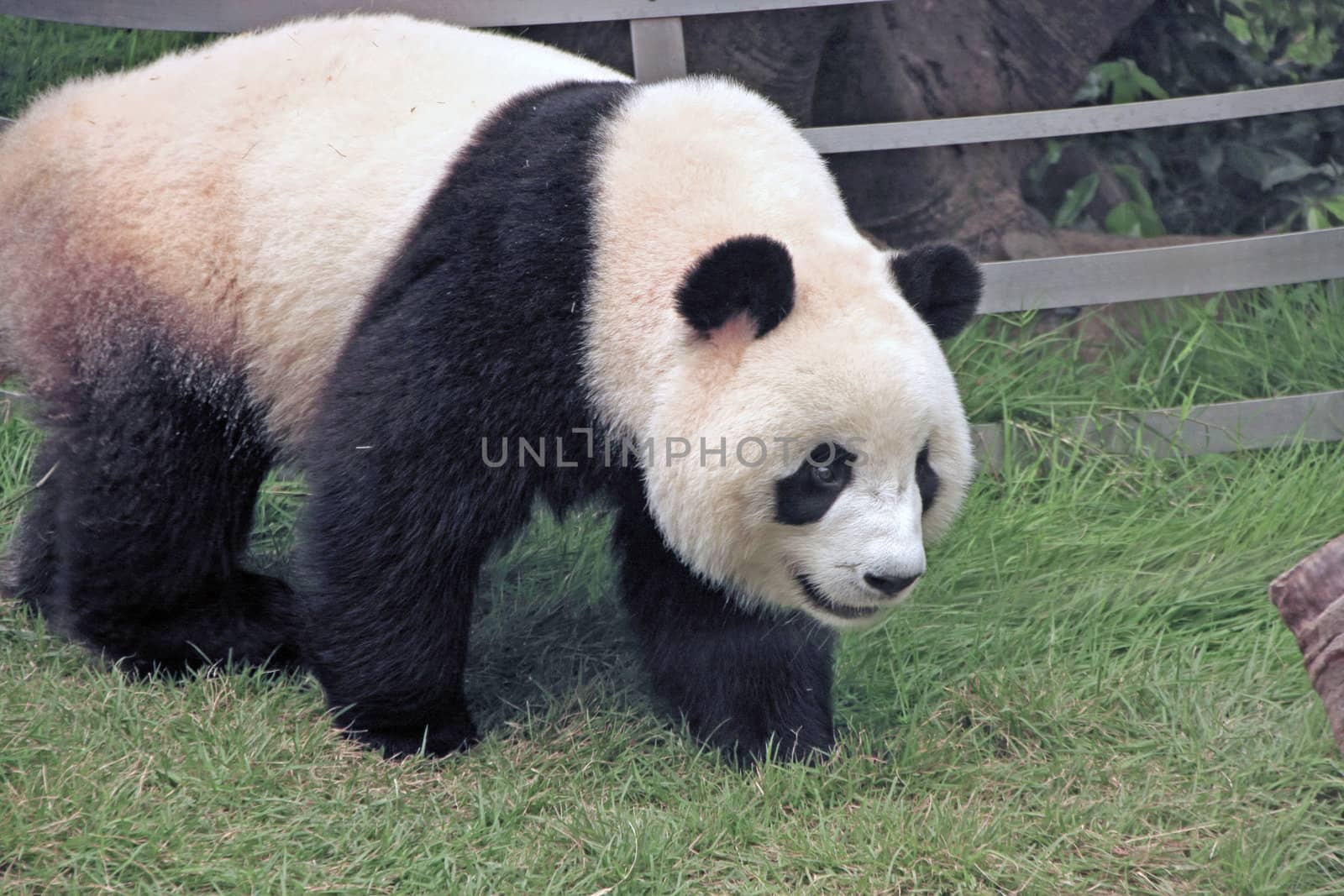 Giant panda bear (Ailuropoda Melanoleuca), China