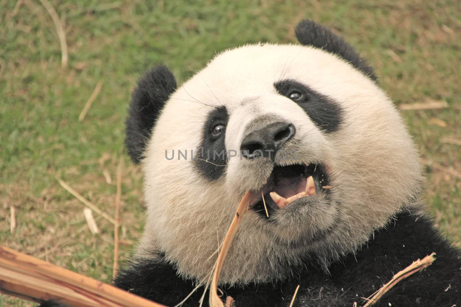 Portrait of giant panda bear (Ailuropoda Melanoleuca) eating bamboo, China