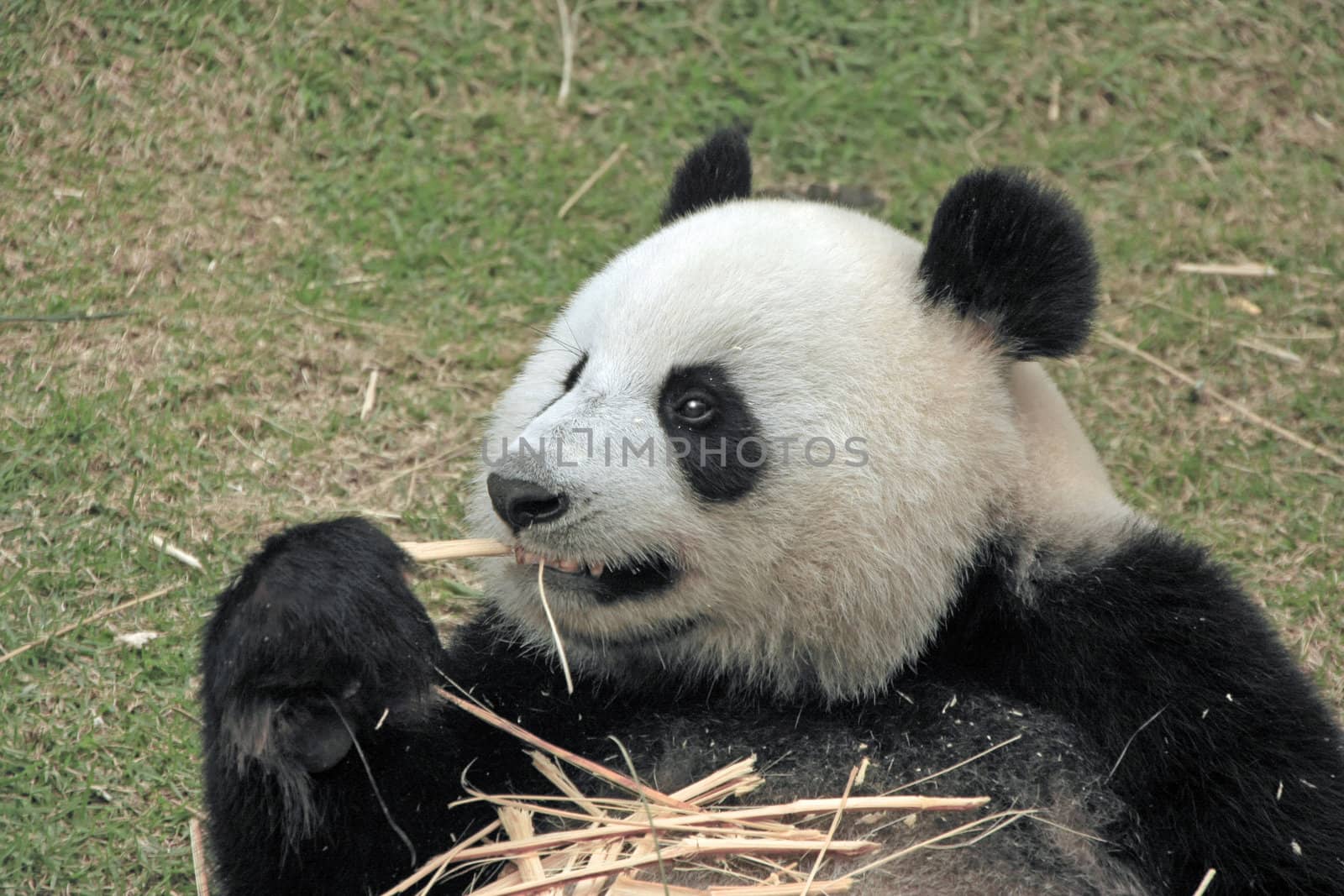 Portrait of giant panda bear (Ailuropoda Melanoleuca) eating bamboo, China