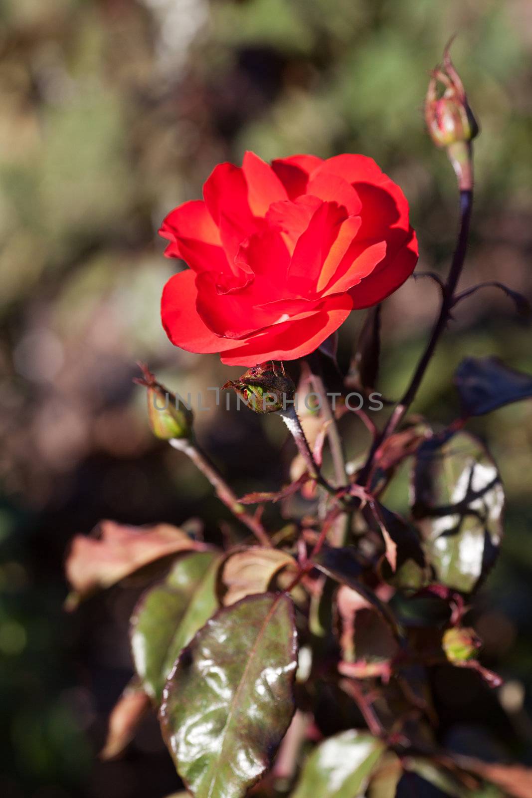 background of beautiful roses in the garden by jannyjus