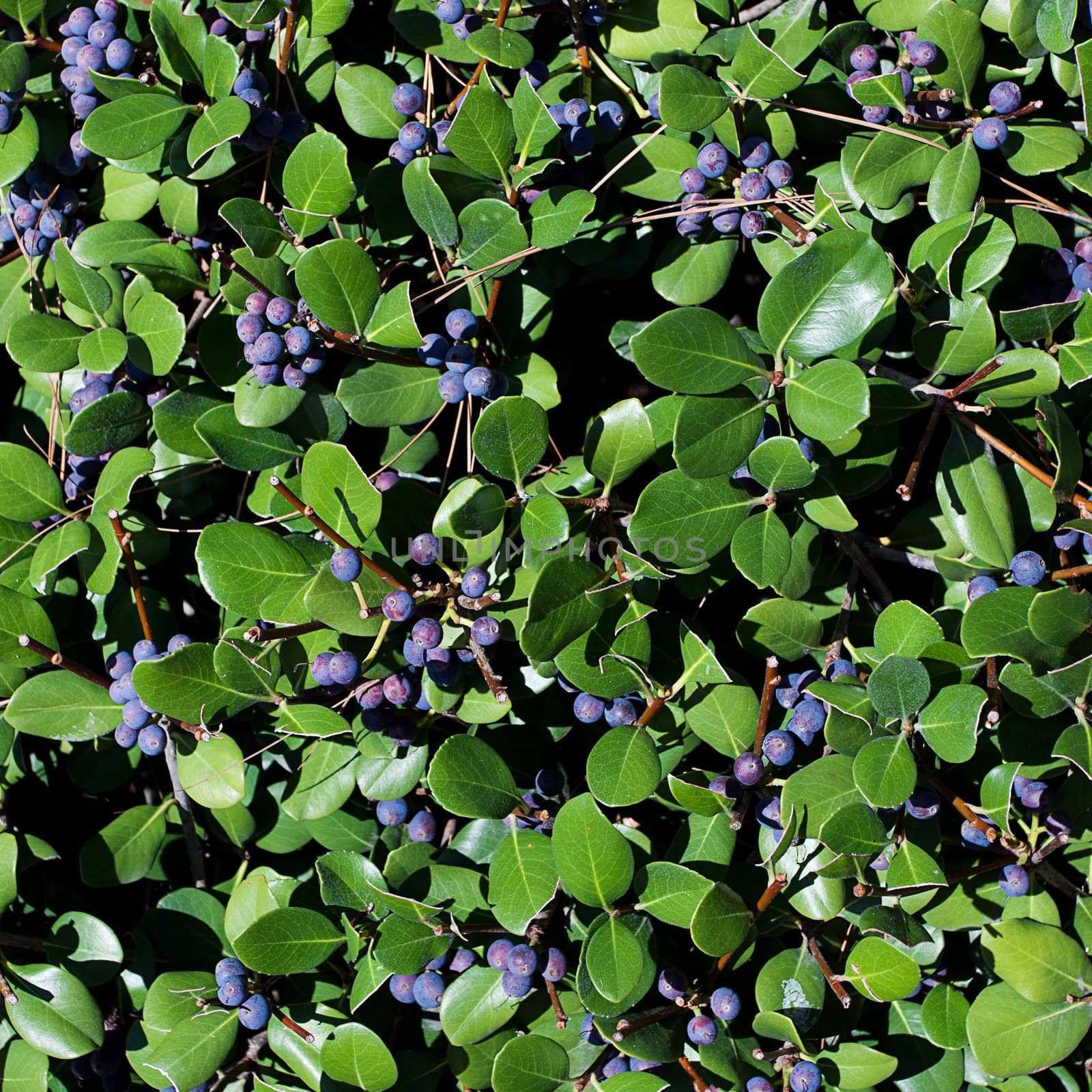 blueberries on a background of green leaves