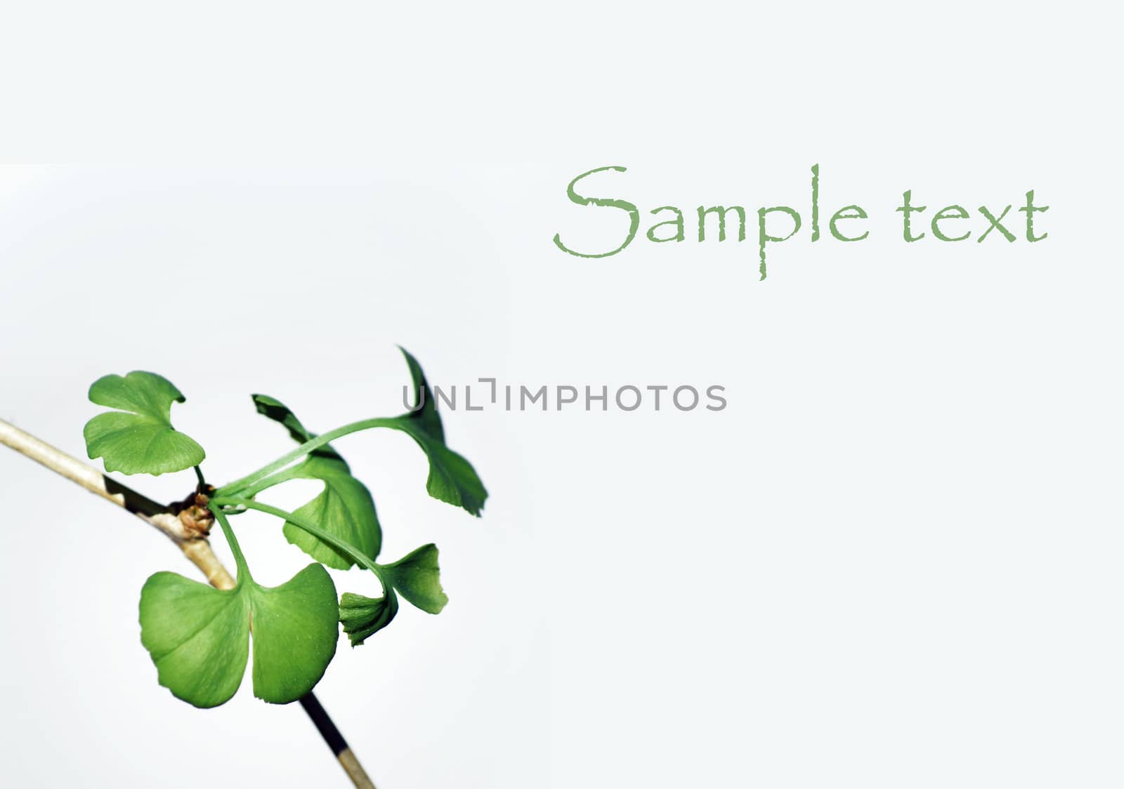 ginko biloba with space for your text