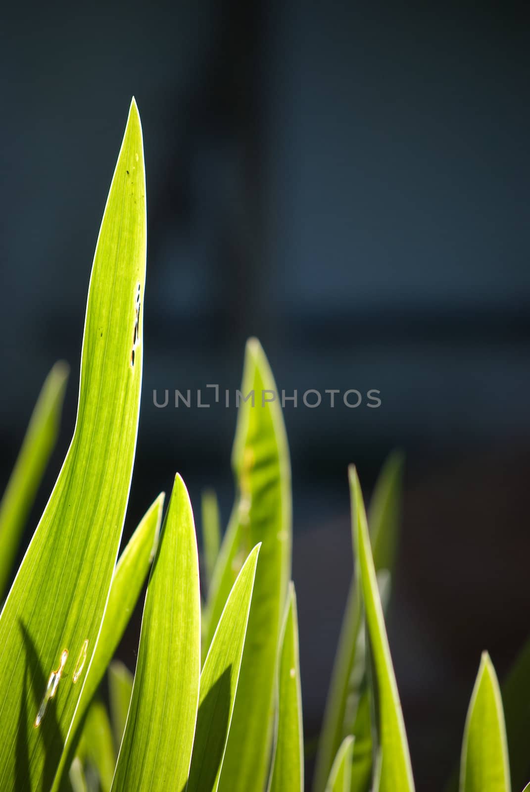 leaves in light