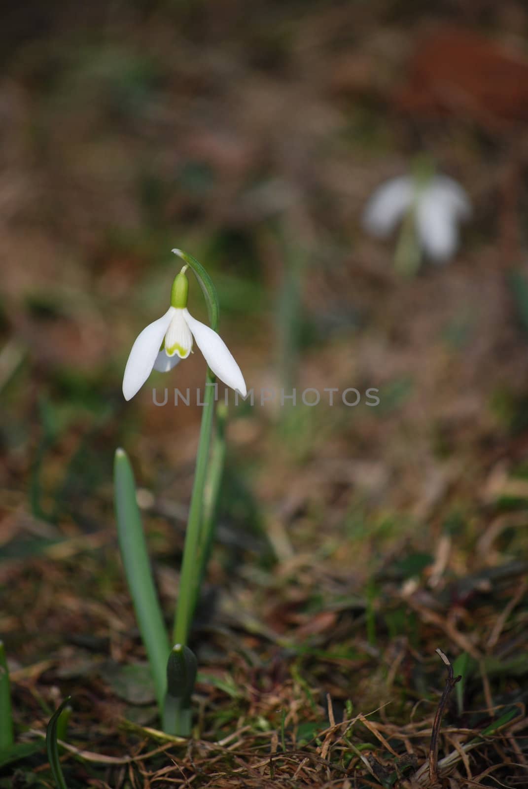 snowdrops