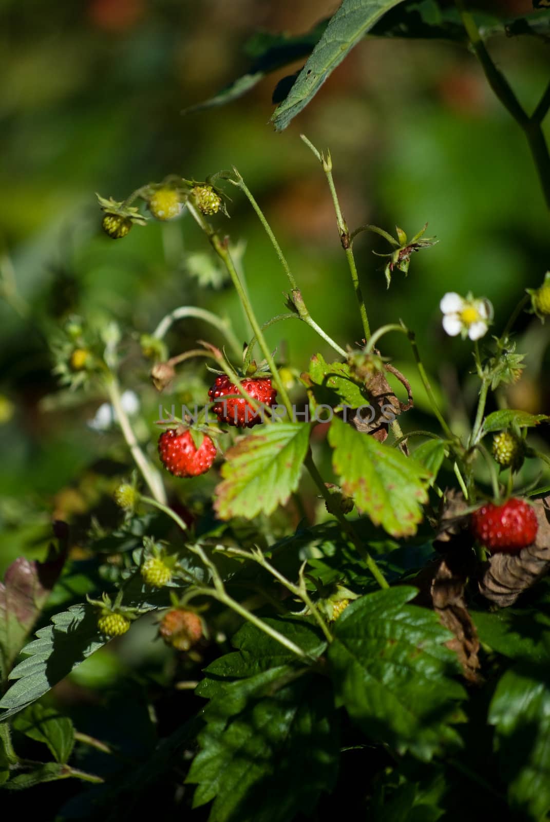 strawberries