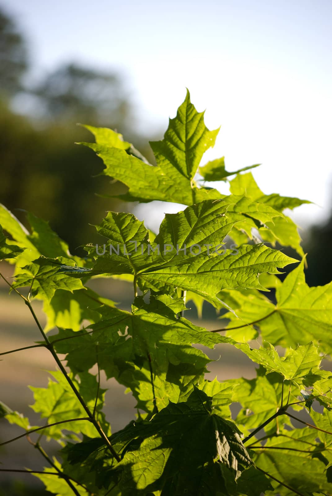 young maple