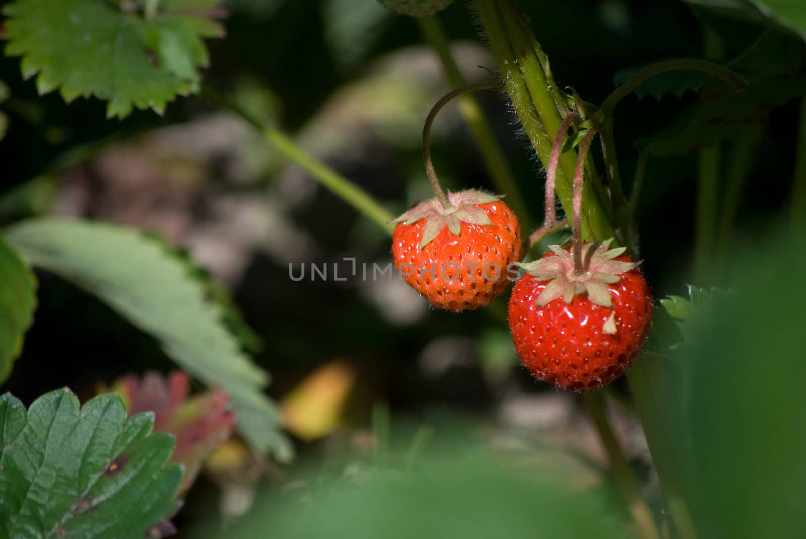 strawberries