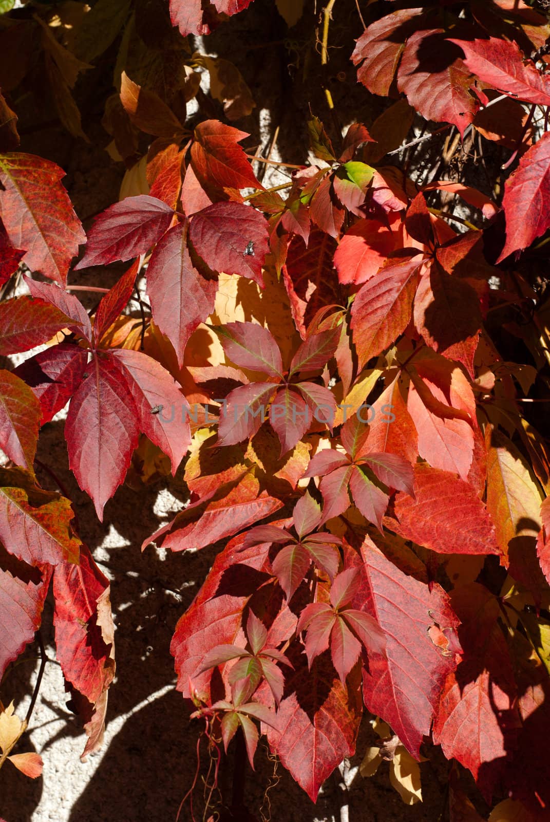 leaves in autumn