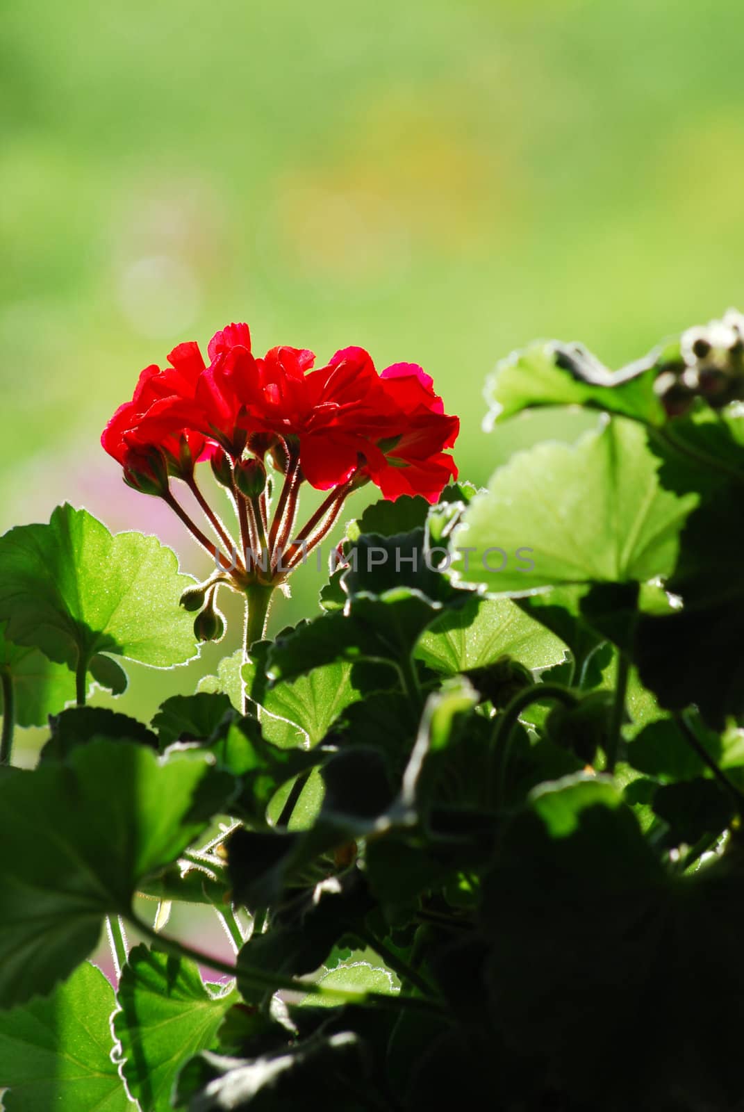 pelargonium