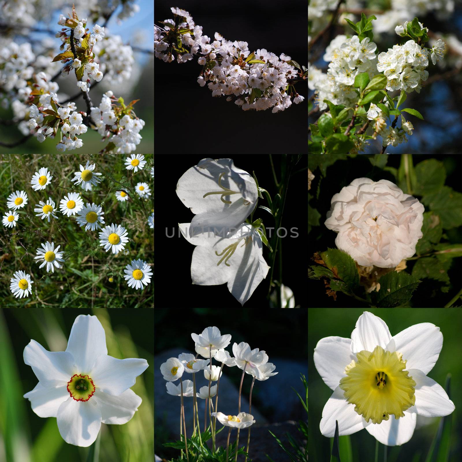 collection of white flowers by sarkao