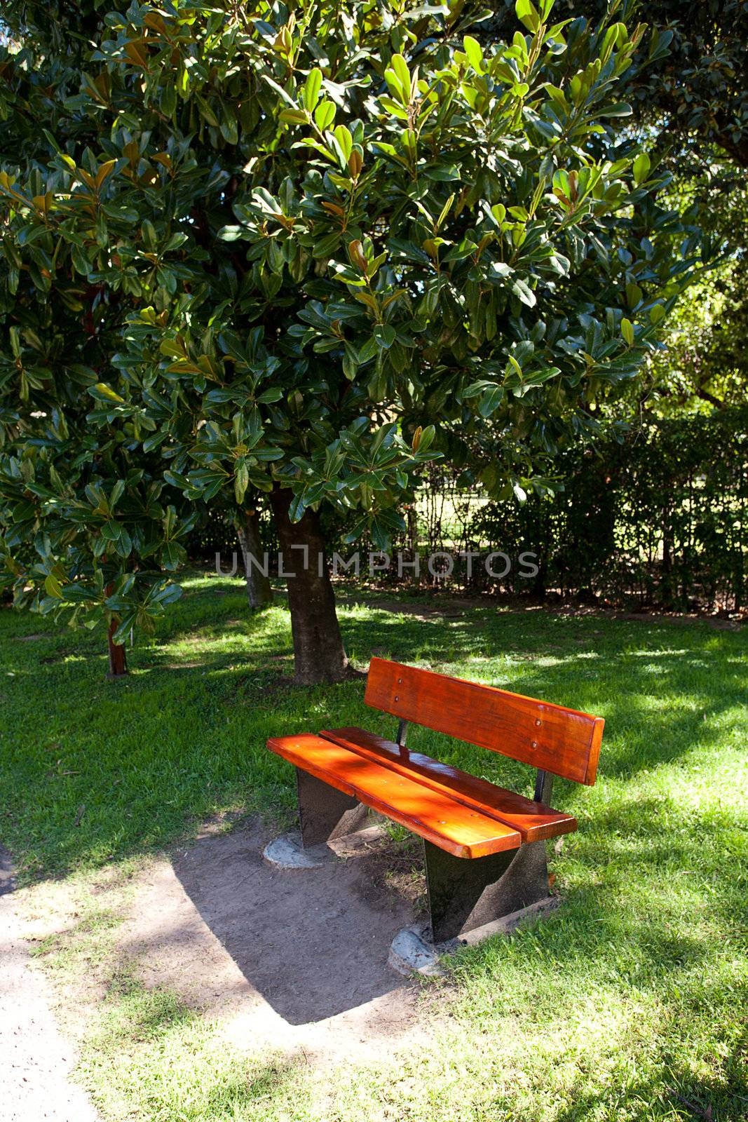 lonely bench in the park under the ficus by jannyjus