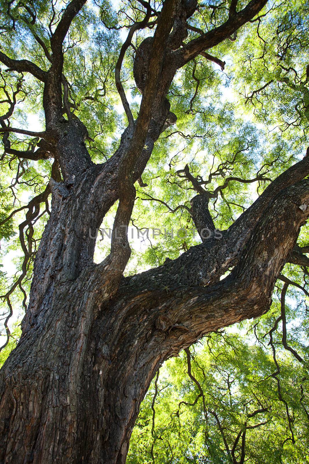 crown of the jakaranda tree in the sunlight  by jannyjus