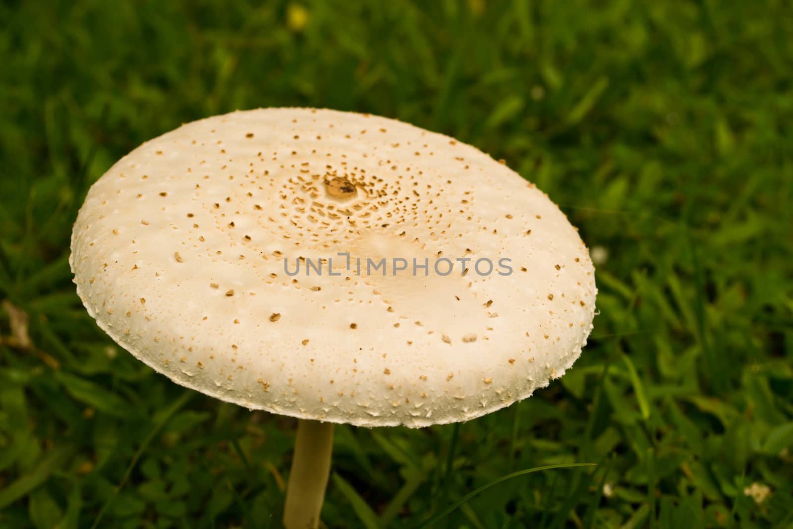   Mushroom on a grass by Thanamat