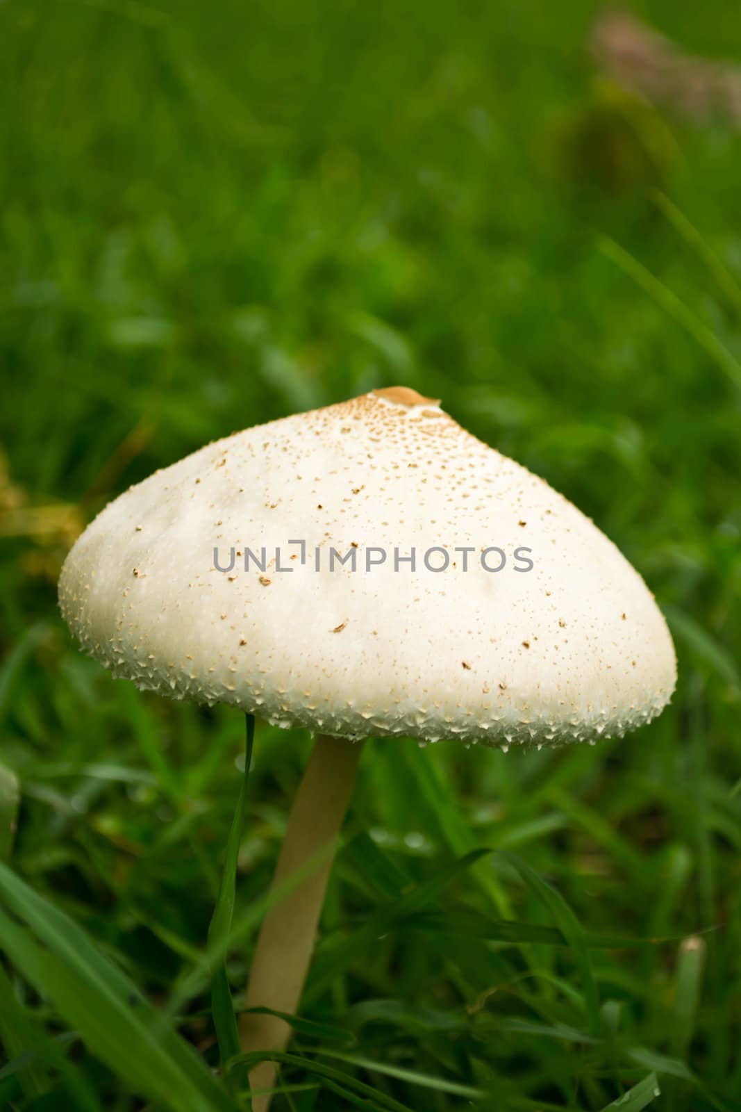 Mushroom on a grass