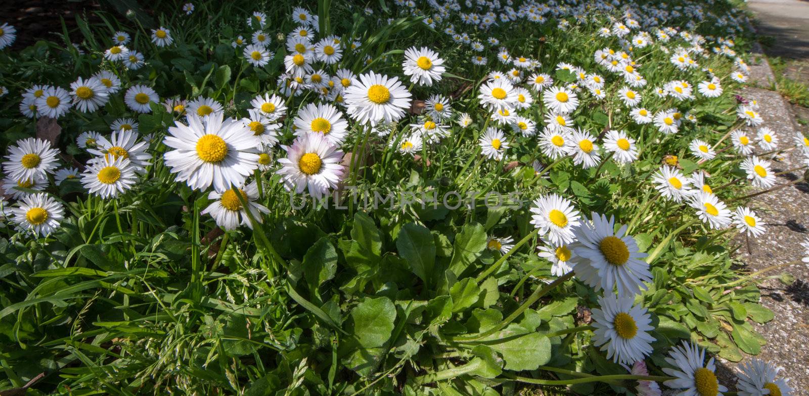 Field of Daisy Flowers near a city street by jovannig