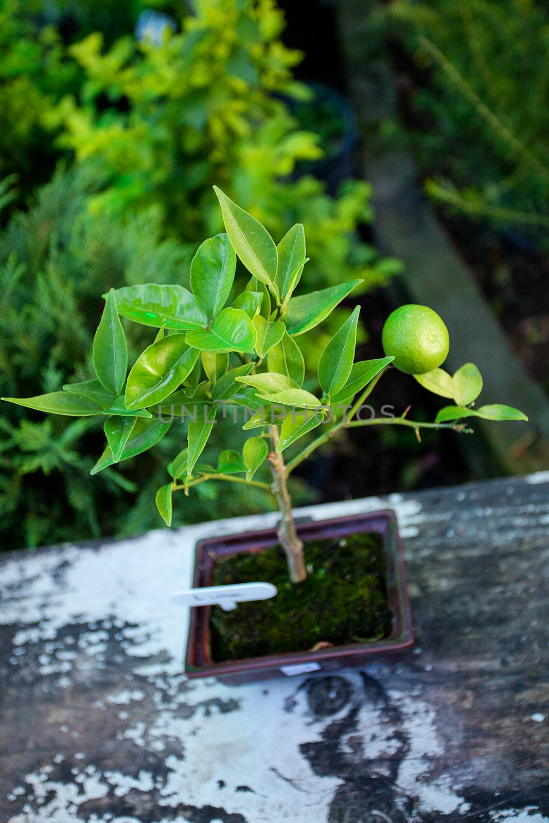 Tangerine Bonsai in Japanese Garden by jannyjus