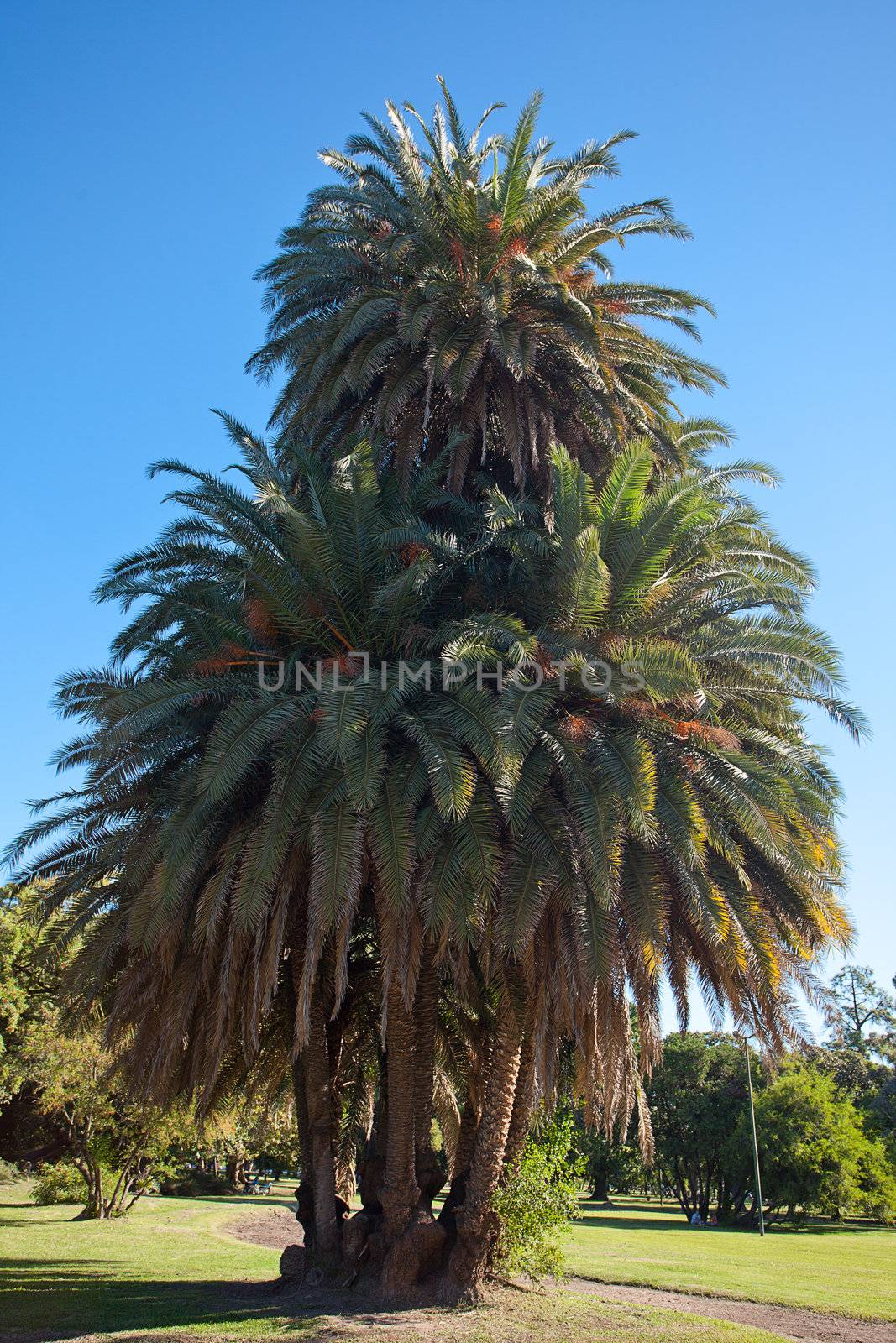 big palm tree against a blue sky by jannyjus