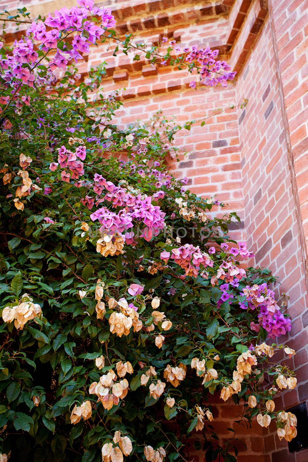 pink flowers on a background of red brick wall by jannyjus