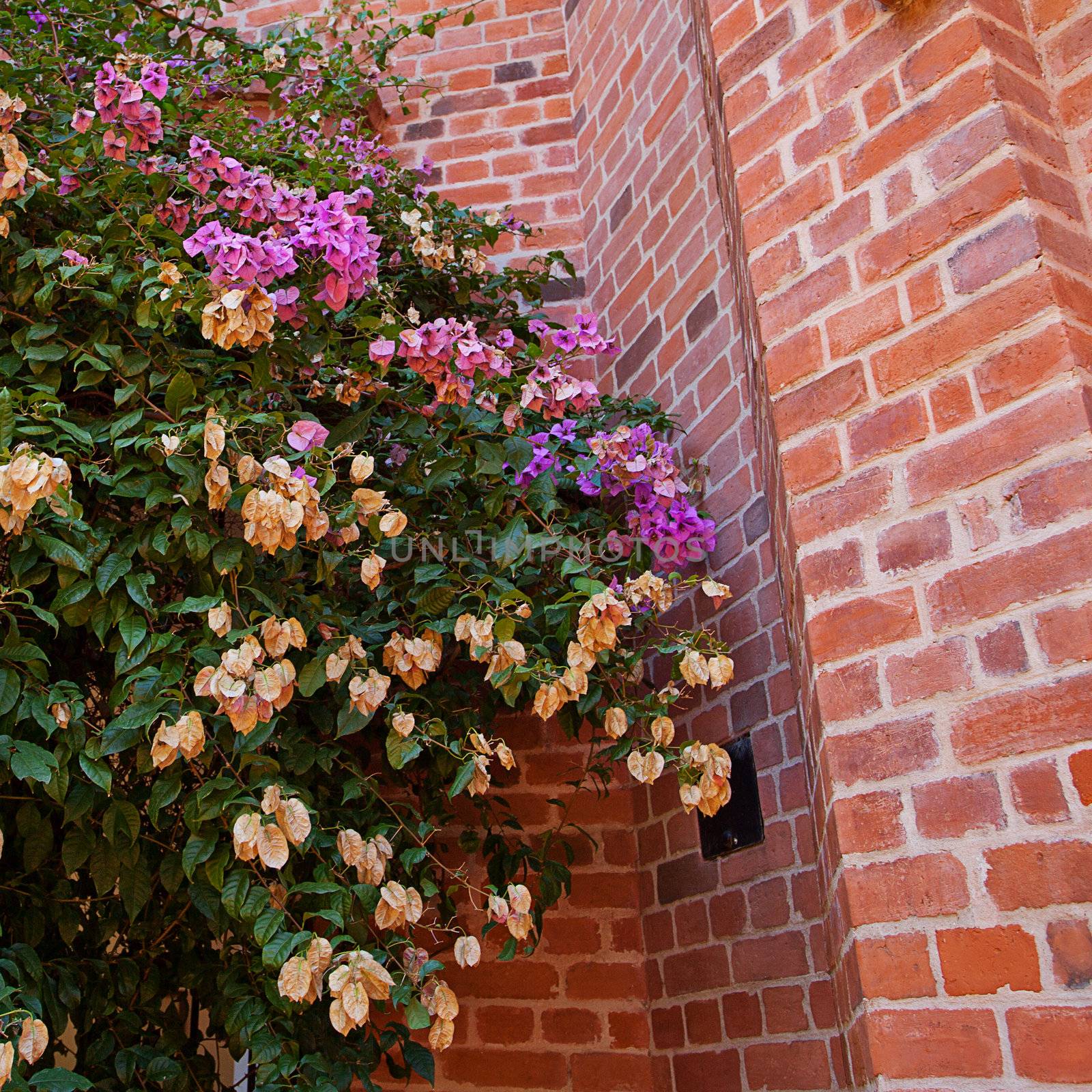 pink flowers on a background of red brick wall by jannyjus