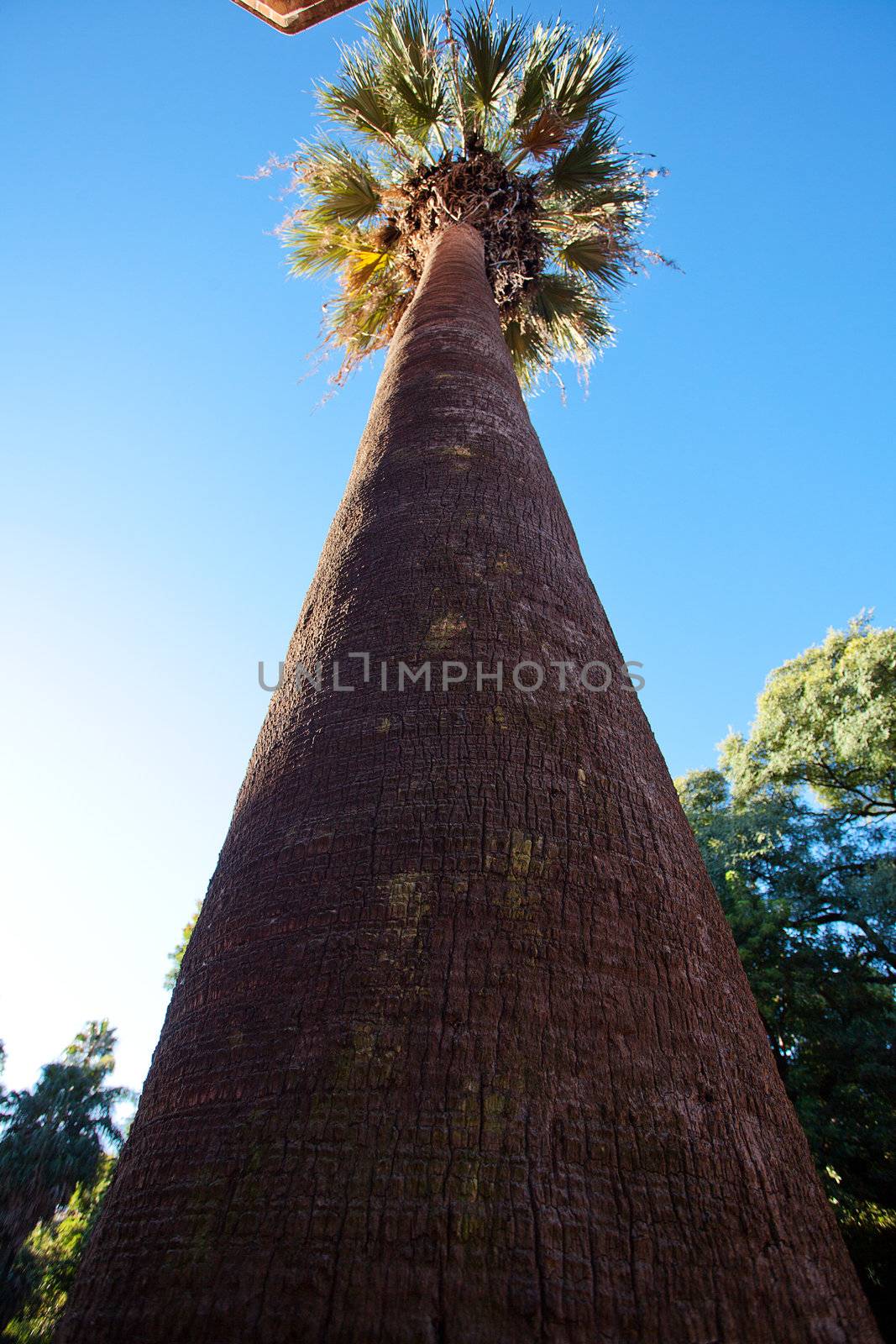 palm trees against the blue sky by jannyjus