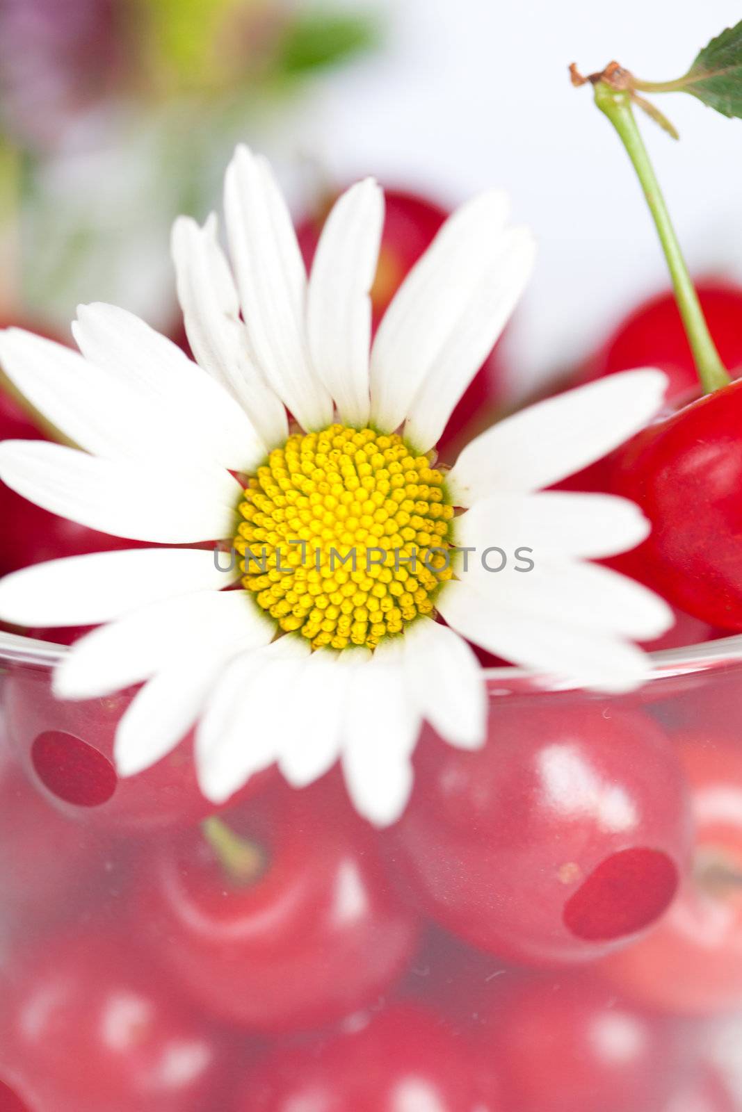 glass cup with cherries and chamomile by jannyjus