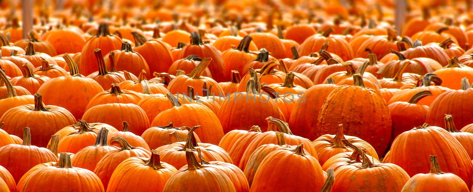 Rows of Halloween Pumpkins by wolterk