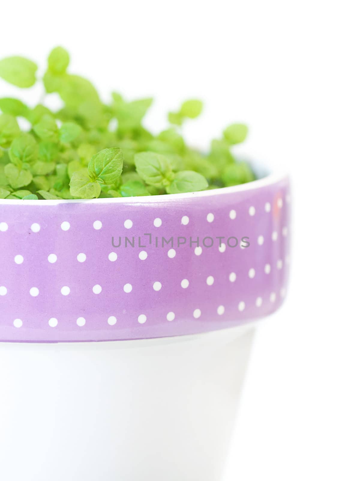 mint in a pot isolated on white by jannyjus