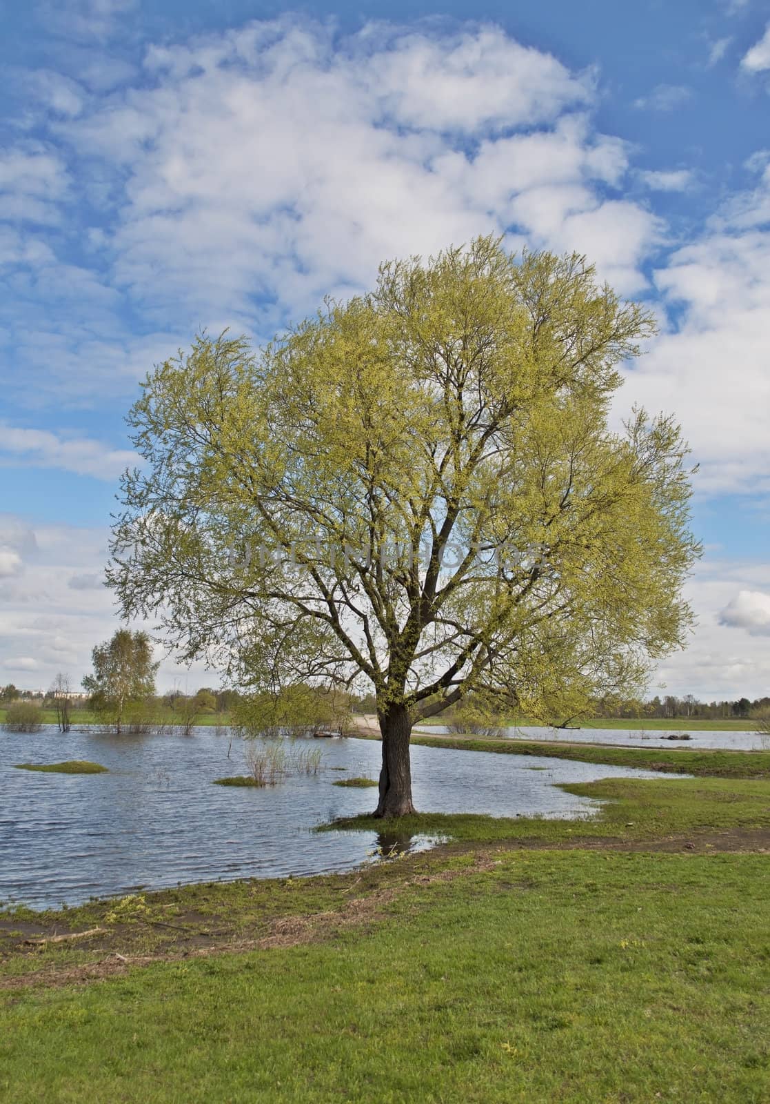 Solitary tree on the riverbank during the spring flood