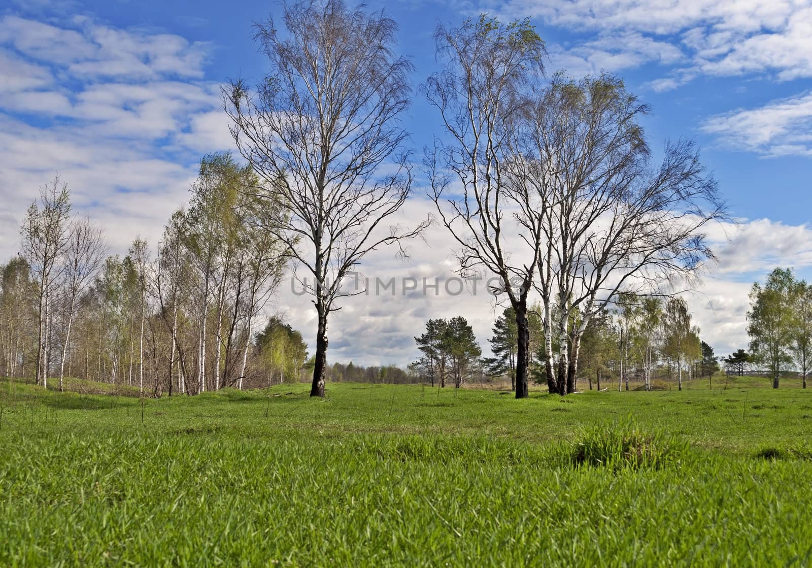 Spring landscape with some birches in the meadow