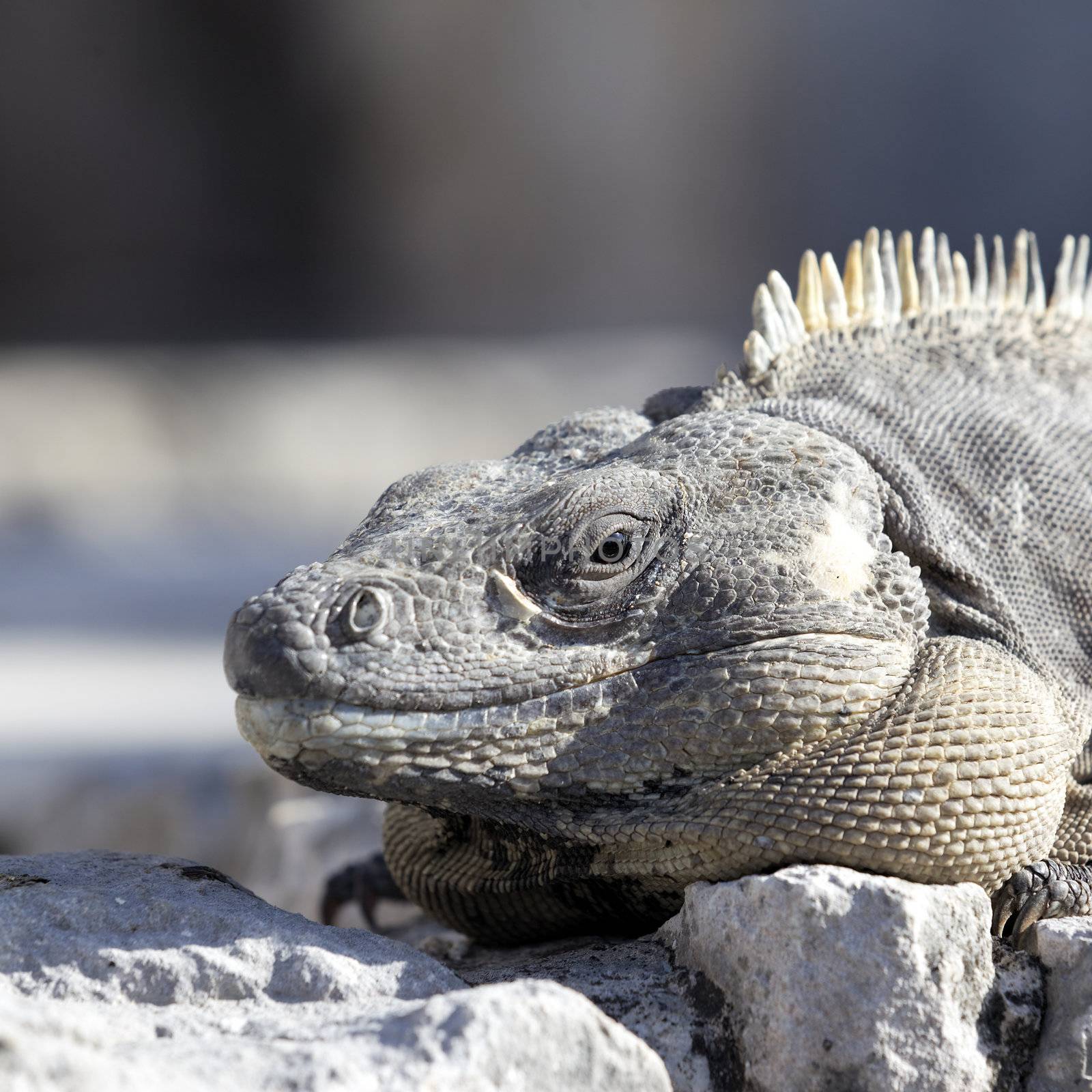 portrait of iguana on the rock under the sun