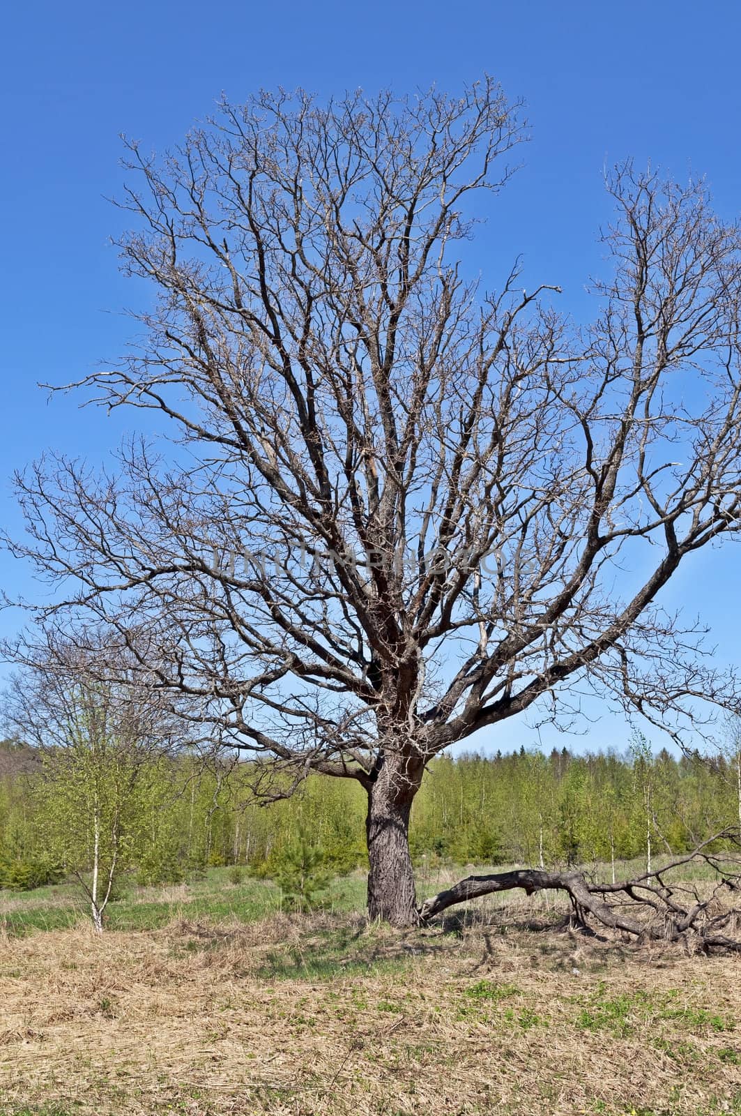 Solitary bare oak tree in forest glade on sunny spring day