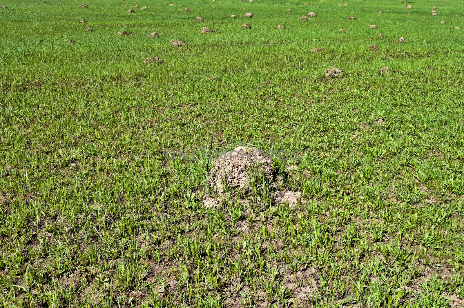 Green meadow with mole's hillocks in spring time