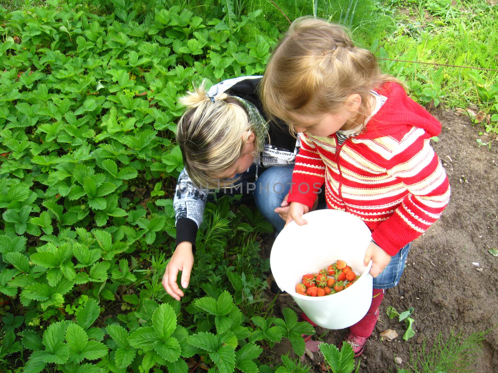 Mother and daughter collect strawberry on a bed by alexmak