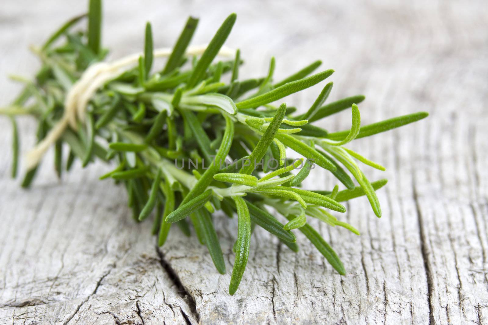 fresh rosemary (Rosmarinus officinalis)