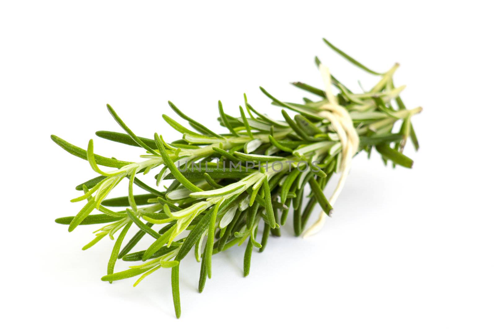 fresh rosemary (Rosmarinus officinalis)