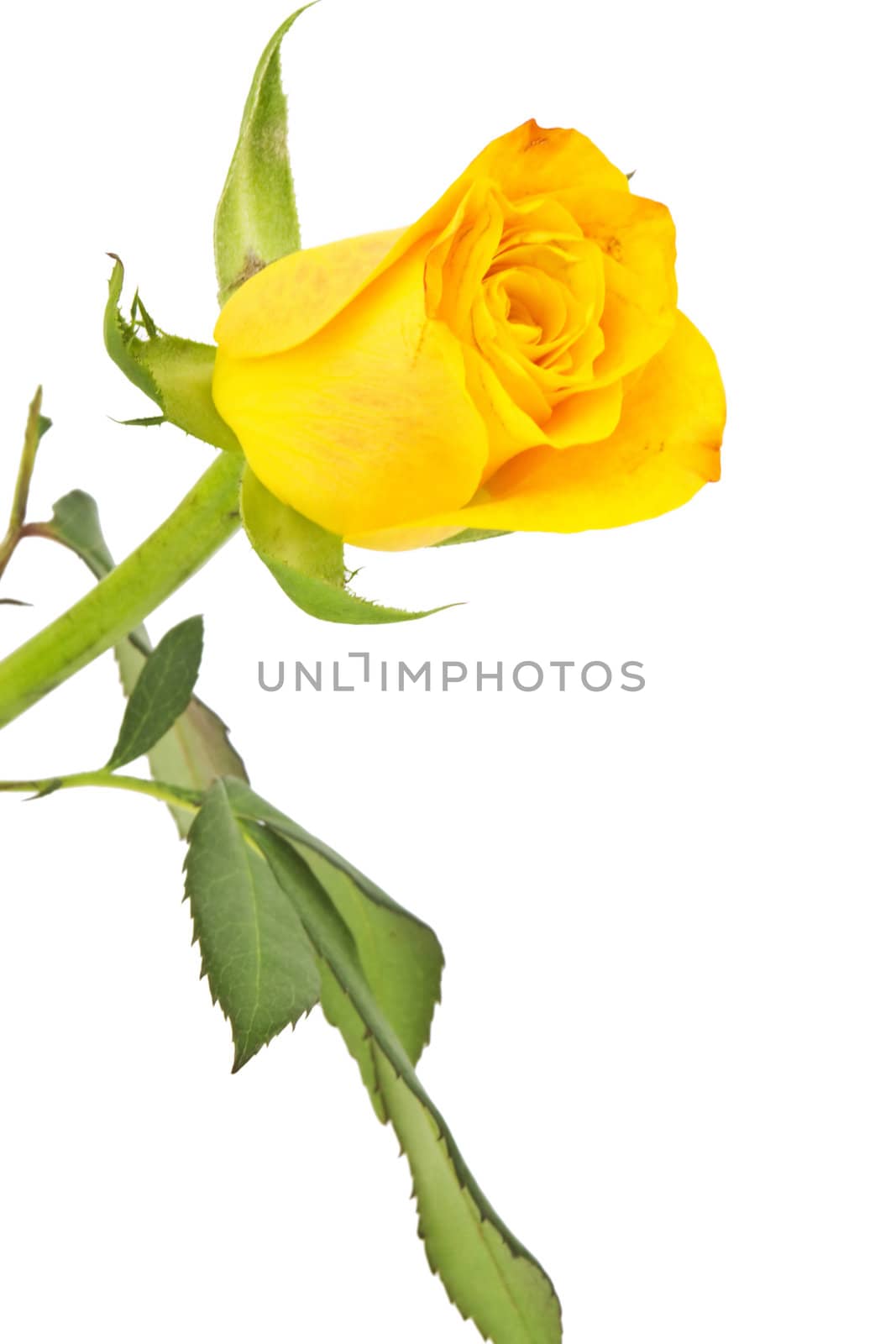 single yellow rose isolated on white