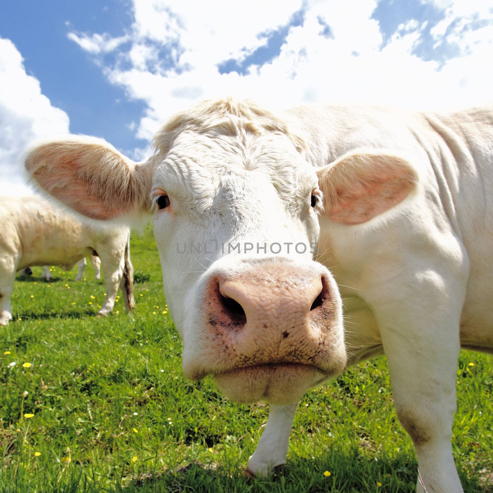 portrait of white head cow on green grass