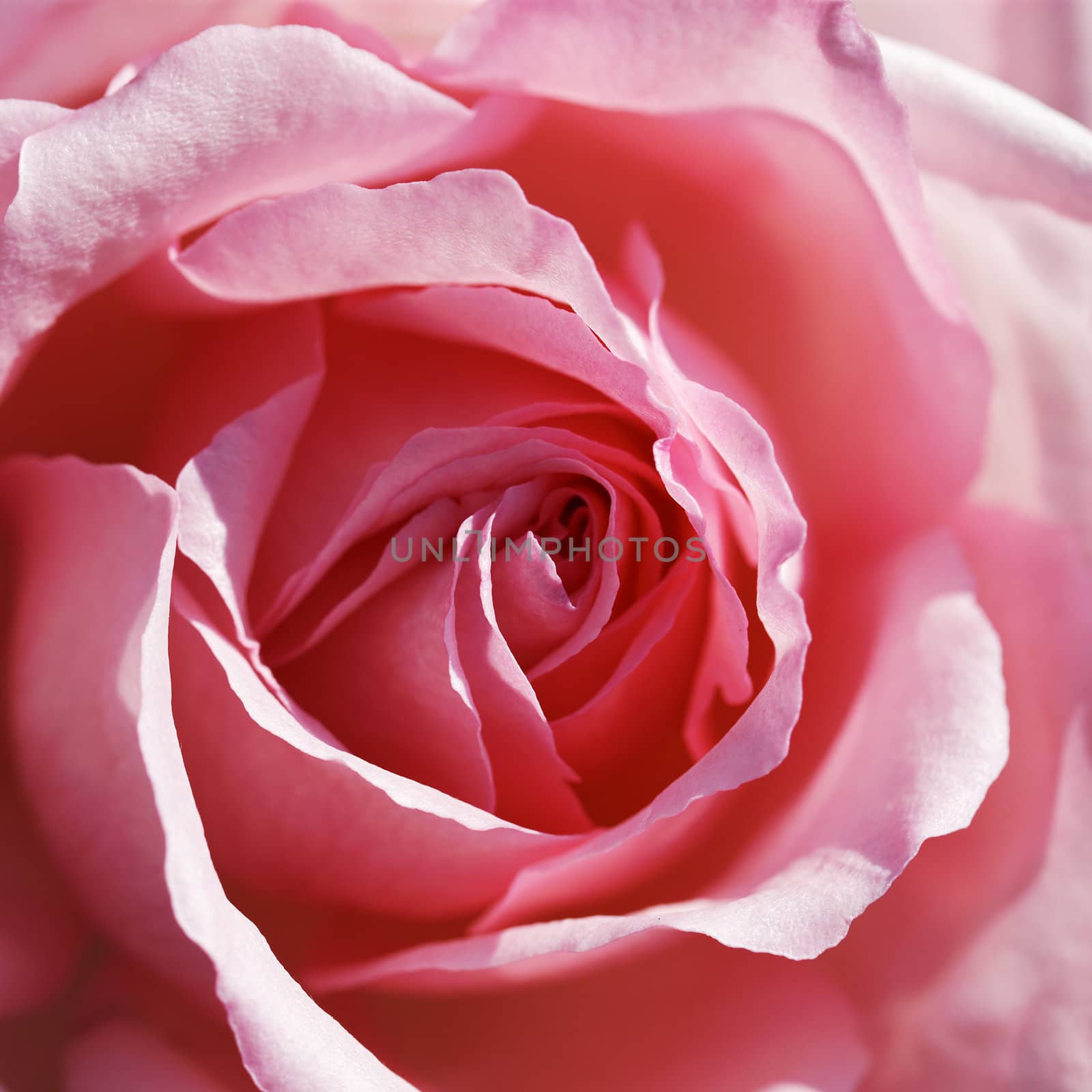part of pink rose in spring