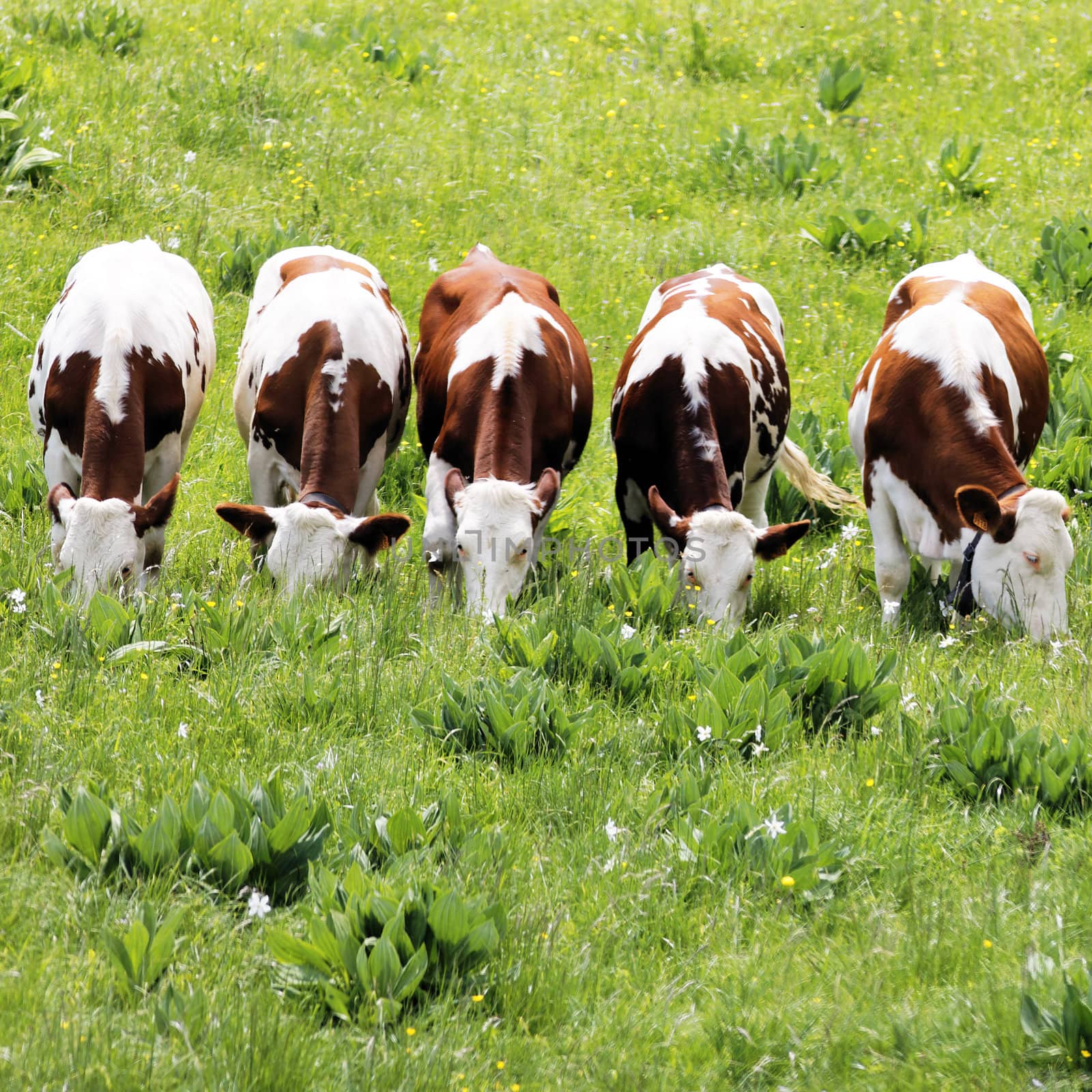 white and brown cows by vwalakte